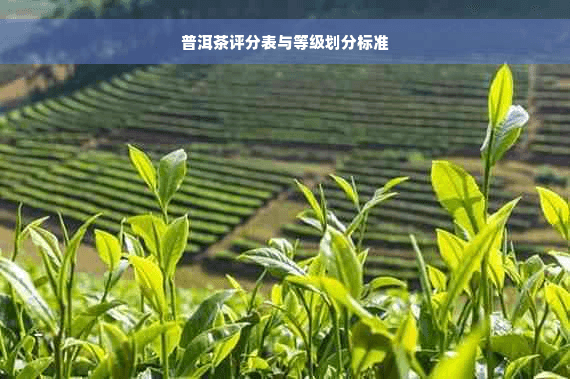 普洱茶评分表与等级划分标准：品味岁月的智慧