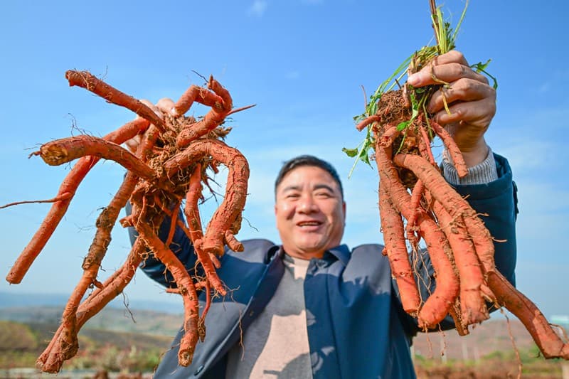 河南嵩县：“药食同源”，新口味蕴藏新机遇
