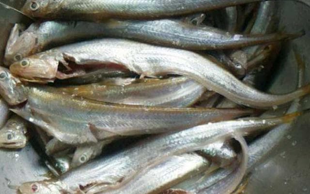江刀鱼、海刀鱼、河刀鱼、湖刀鱼的区别