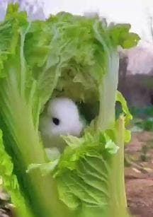 宠物兔的饲养指南（养兔技巧、注意事项及兔舍布置）