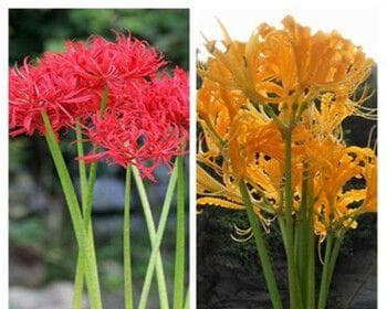 彼岸花的种植与养护（如何打造一片彼岸花海）