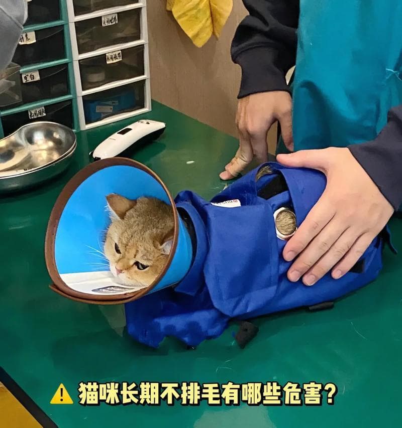 预防猫咪毛球症的有效方法（掌握排毛技巧，让猫咪远离毛球症）