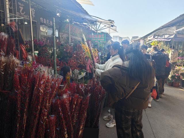 年宵花进入销售旺季 蝴蝶兰占据“C位”