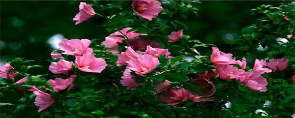 木槿花怎么养才能茂盛（盆栽木槿花的养护要点）
