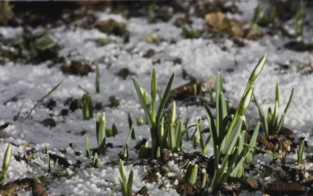 今年第1波倒春寒来了？新一轮雨雪：10省降雪8省降雨，3气旋共舞