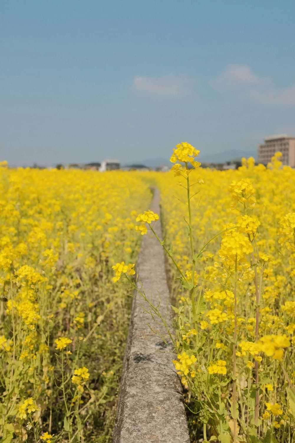 千垛油菜花海 vs 李中水上森林：谁才是兴化的颜值担当？