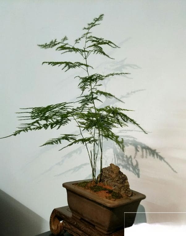 文竹怎么修剪