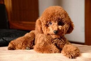 宠物夏天需防热，泰迪犬的科学降温指南