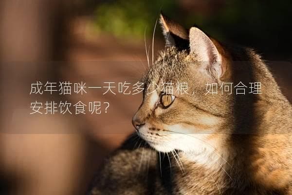 成年猫咪一天吃多少猫粮，如何合理安排饮食呢？