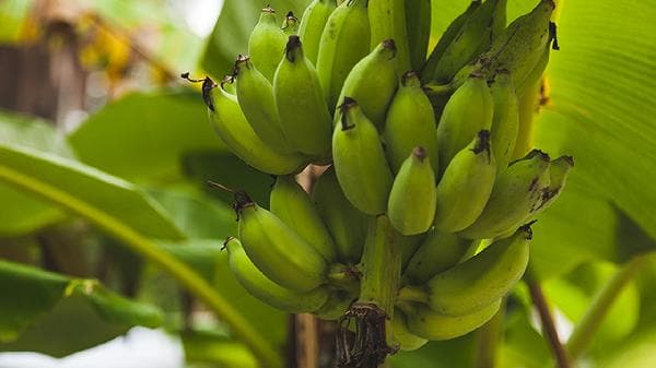 十大降糖水果排行榜：从草莓到樱桃，这些水果助你稳定血糖