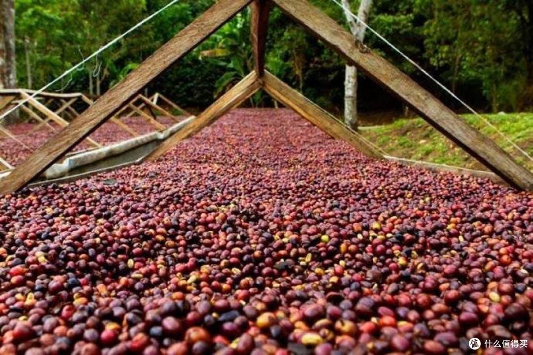 全球咖啡风味地图：解码每一杯咖啡的地域密码