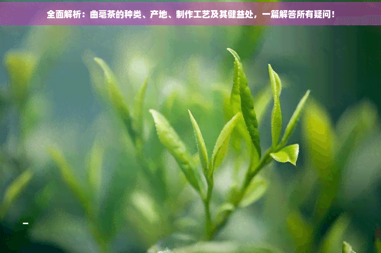 全面解析：曲毫茶的种类、产地、制作工艺及其健康益处