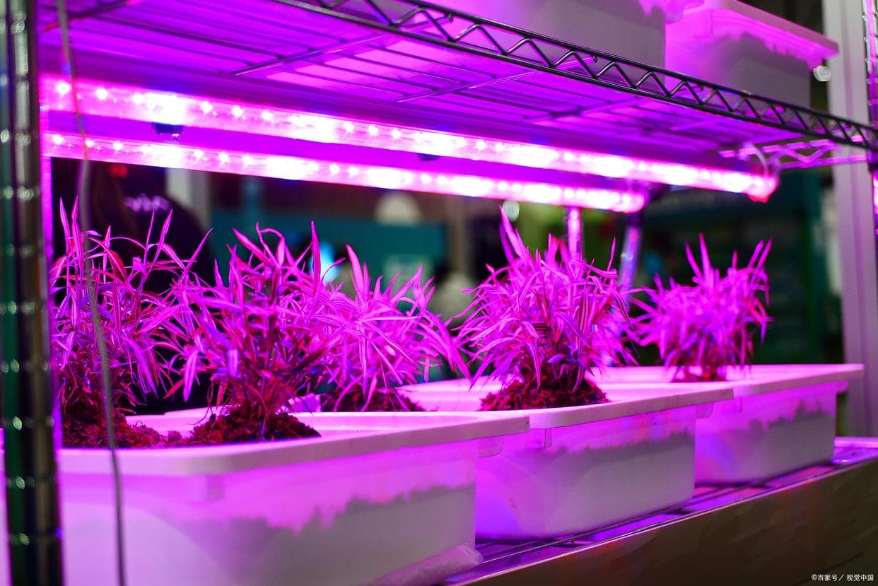 揭秘植物补光灯：LED为何成为种植者的首选