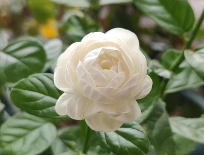 宝珠茉莉养护全攻略：从土壤到修剪，让茉莉花开得更香更美