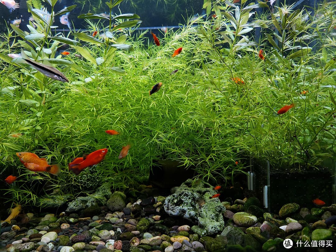 竹节草养殖完全指南：从选择到养护的全方位详解