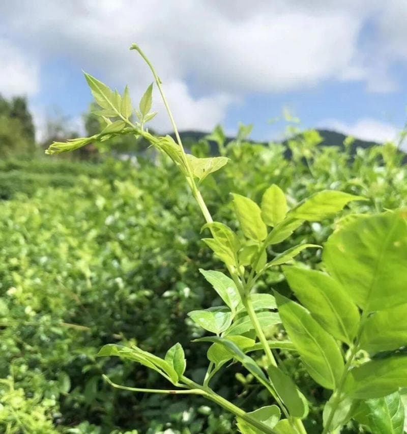 藤茶：千年药茶的现代新生，兼具饮用与保健双重价值