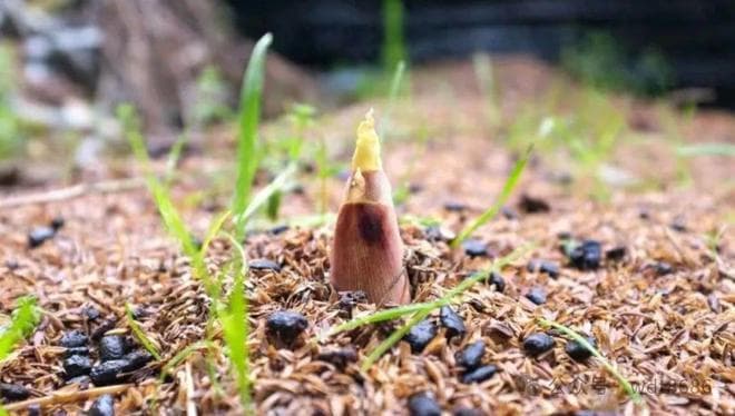 清明节到了，5种“黄金菜”记得吃，价格是不贵，别舍不得给家人吃
