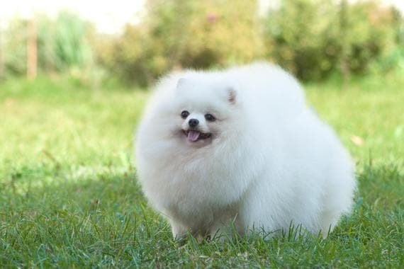 博美犬训练指南：从基础到进阶的全面训练方法