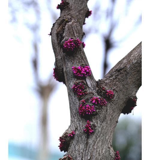 紫荆花的花语是什么？它寓意着什么？