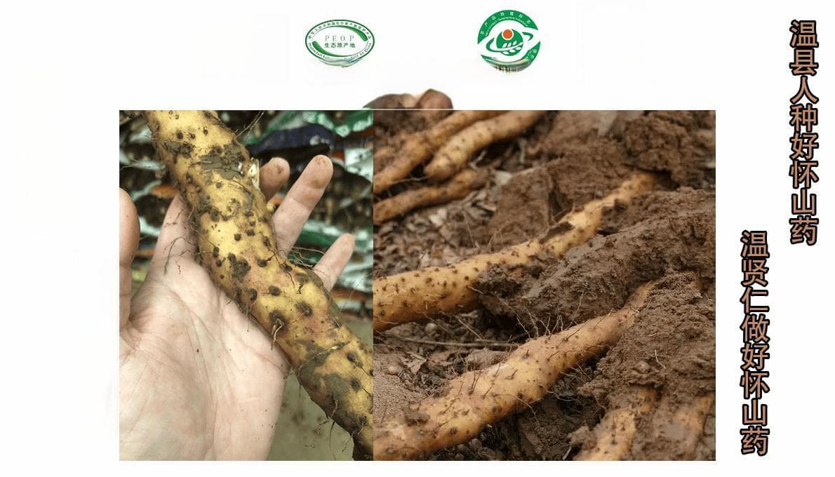 温县垆土铁棍山药的10种美味食用方法