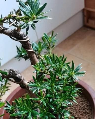 罗汉松的肥料管理（施肥时间、方法与注意事项）