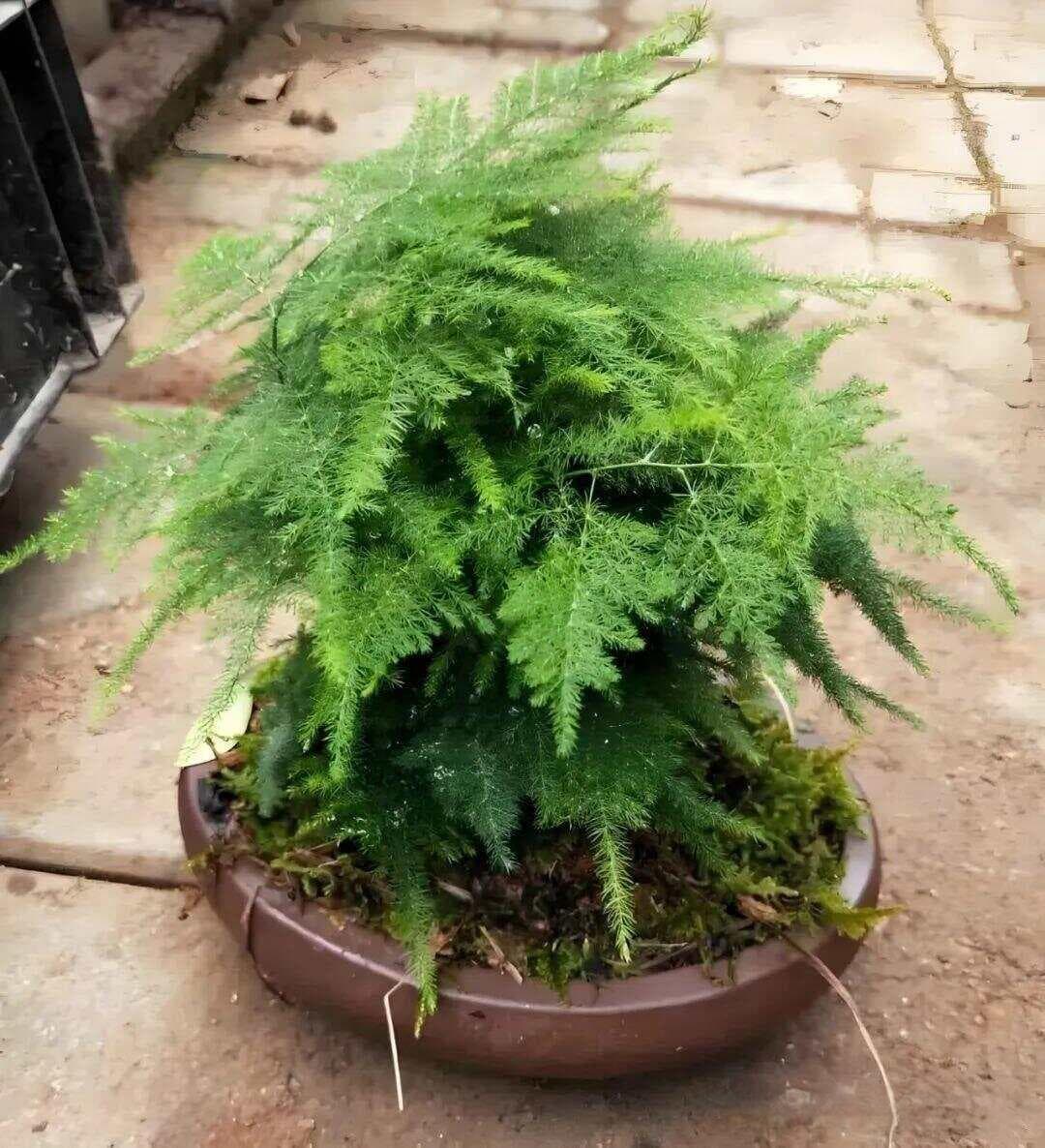 玉树换盆后如何浇水？这份详细的养护指南请收好