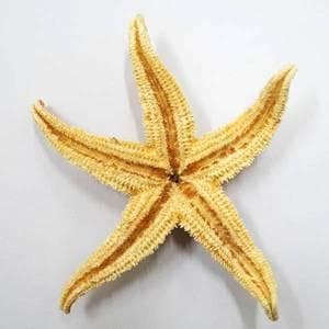 海星的功效与作用