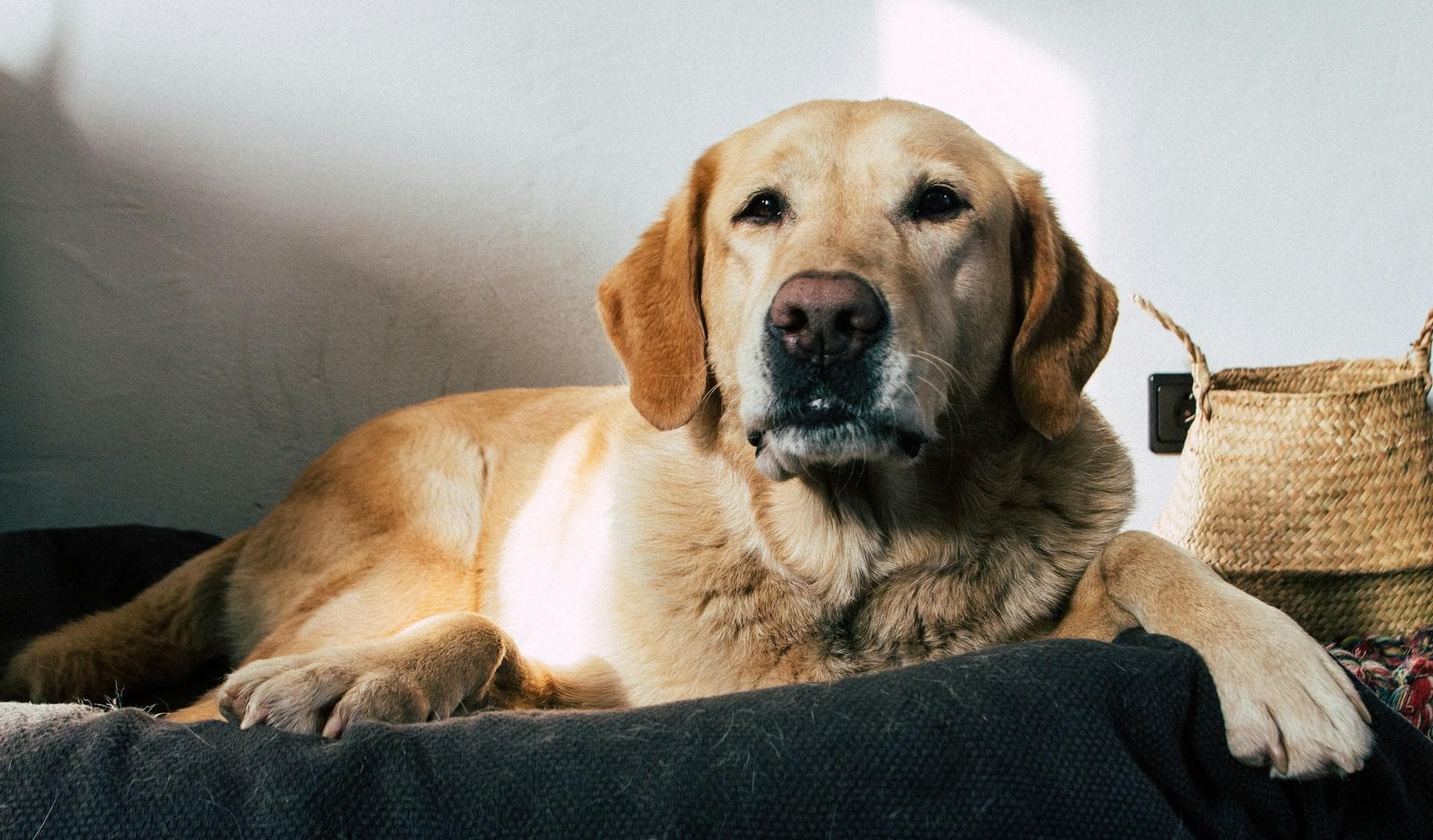 拉布拉多犬为什么总是掉毛