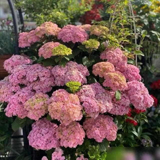 5种“稀罕花”，极度耐寒冷，北方长成树，呼呼“喷雪花”
