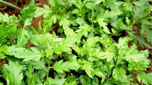 菊花脑的功效与作用、禁忌和食用方法