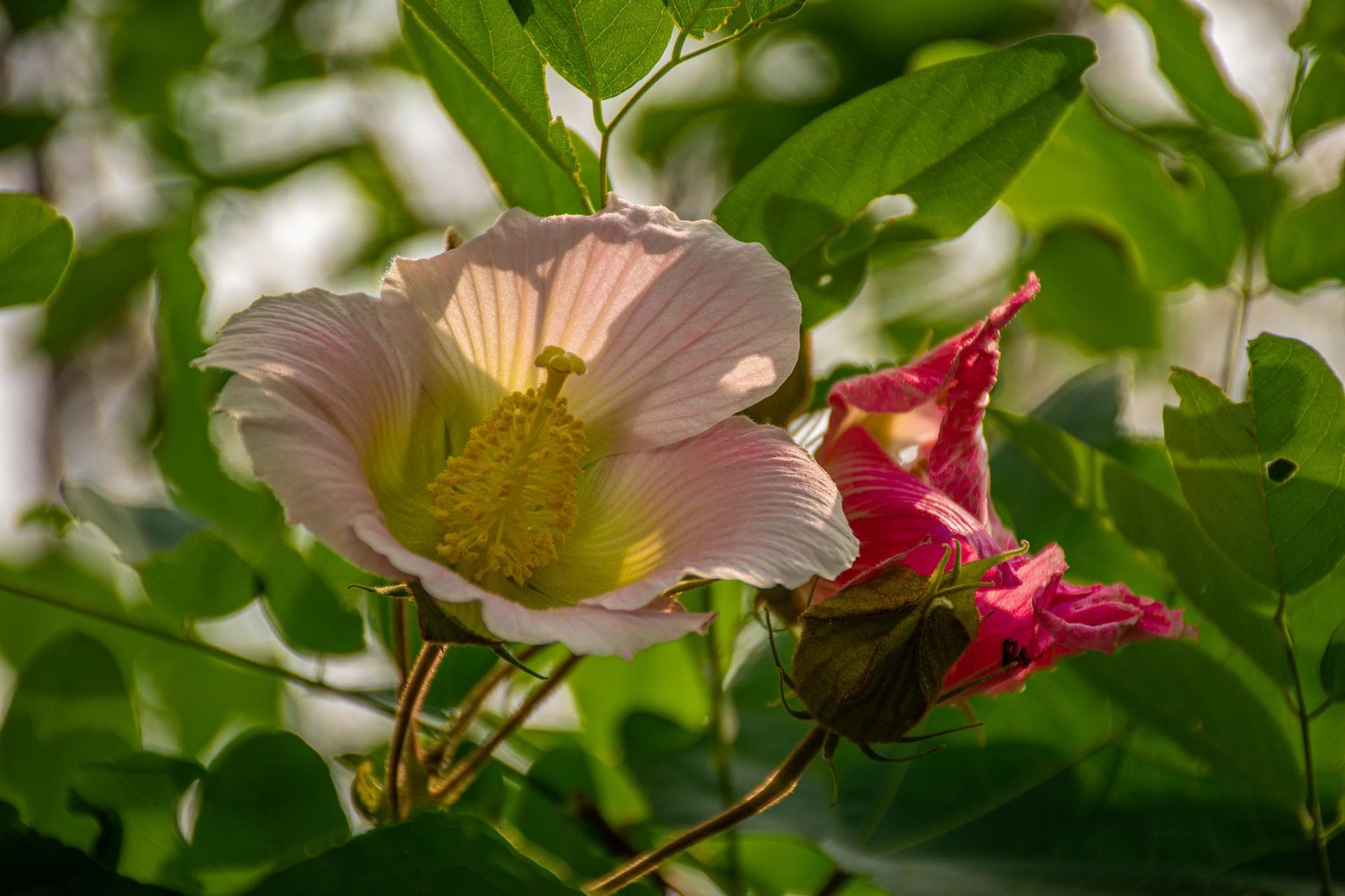 芙蓉花的功效与作用：从药用价值到营养成分