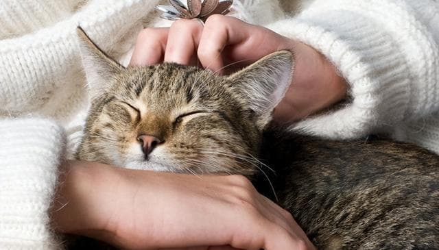 驯养猫的“正确抚摸技巧”：与爱宠建立深厚羁绊的秘诀