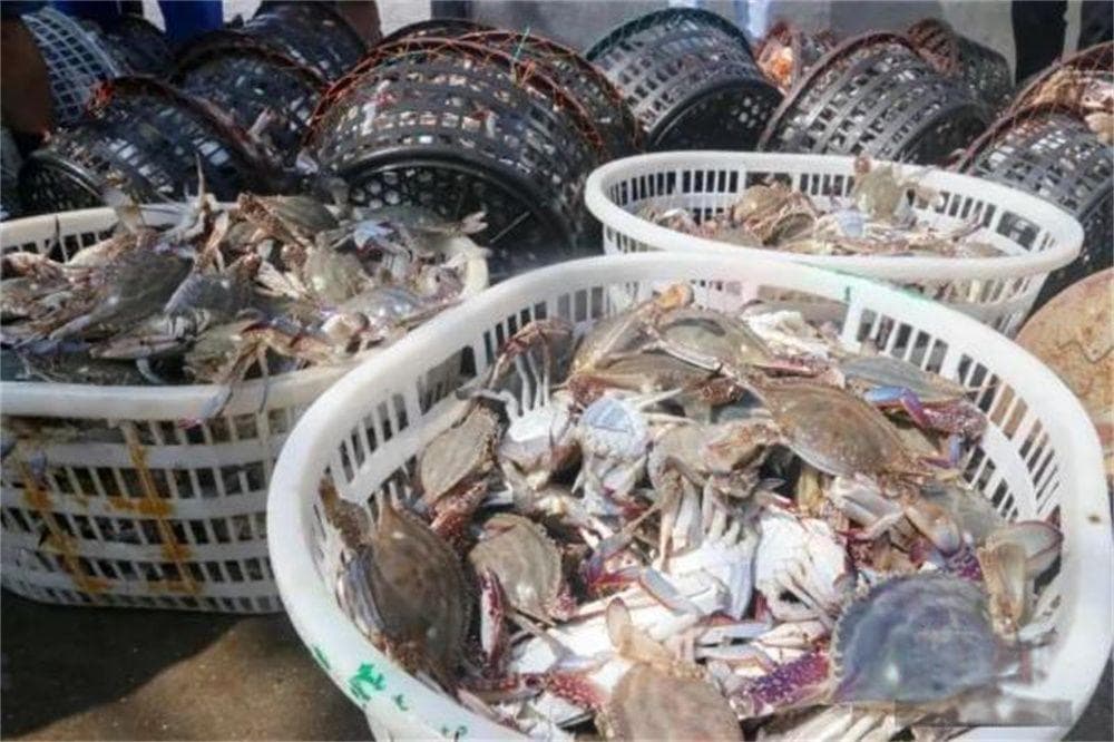 华侨华人注意！在海外这些海鲜不可随意捕捞