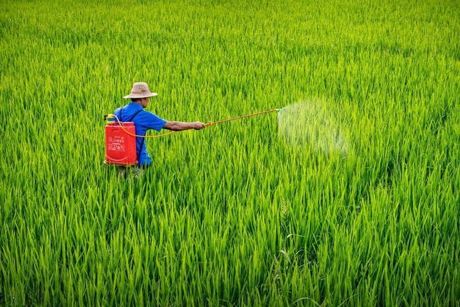 打农药的最佳时间是什么时候