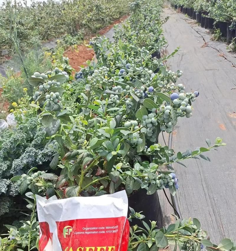 如何选用适合蓝莓的肥料（挑选正确肥料让蓝莓生长更健康）