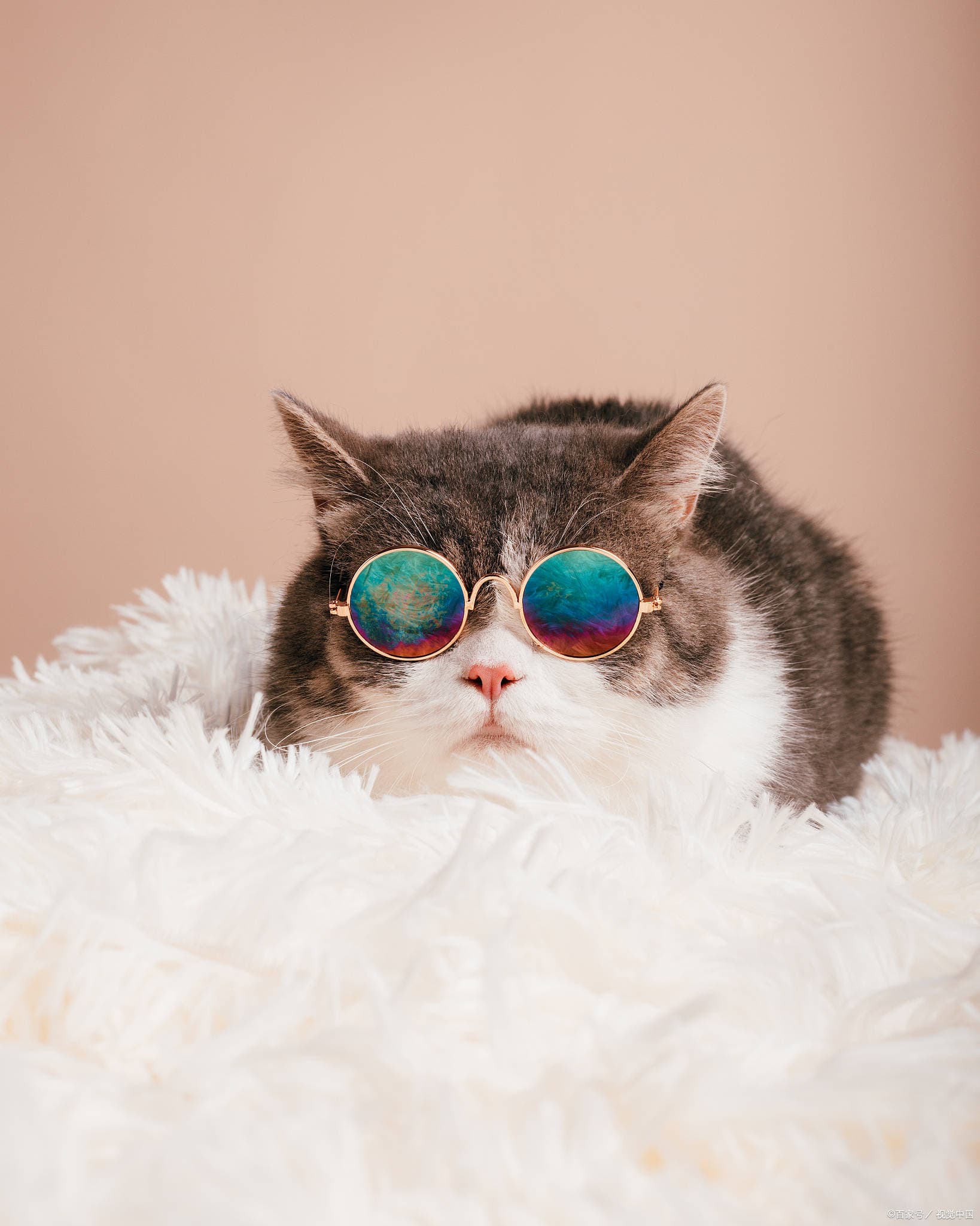 猫毛球症手术需要多少钱
