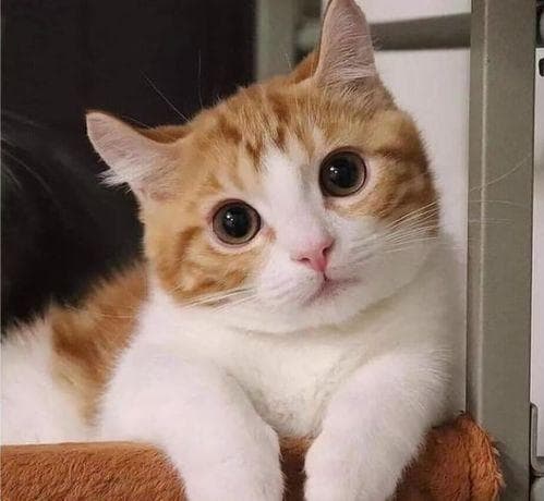 掌握猫咪亲密技巧，打造宠物和谐关系