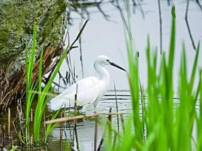 人与自然和谐相处的温暖瞬间：成都青龙湖湿地公园成观鸟胜地