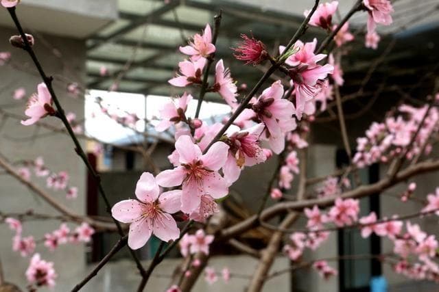 桃花先开花还是先长叶，探秘桃花的生长习性与养护方法