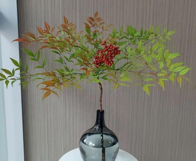 南天竹，一种长在绿化带中的剧毒植物，遇到切勿食用其果！
