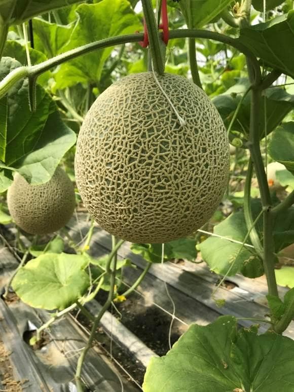 历时7年培育成功！台湾“台中2号”网纹甜瓜耐热又营养