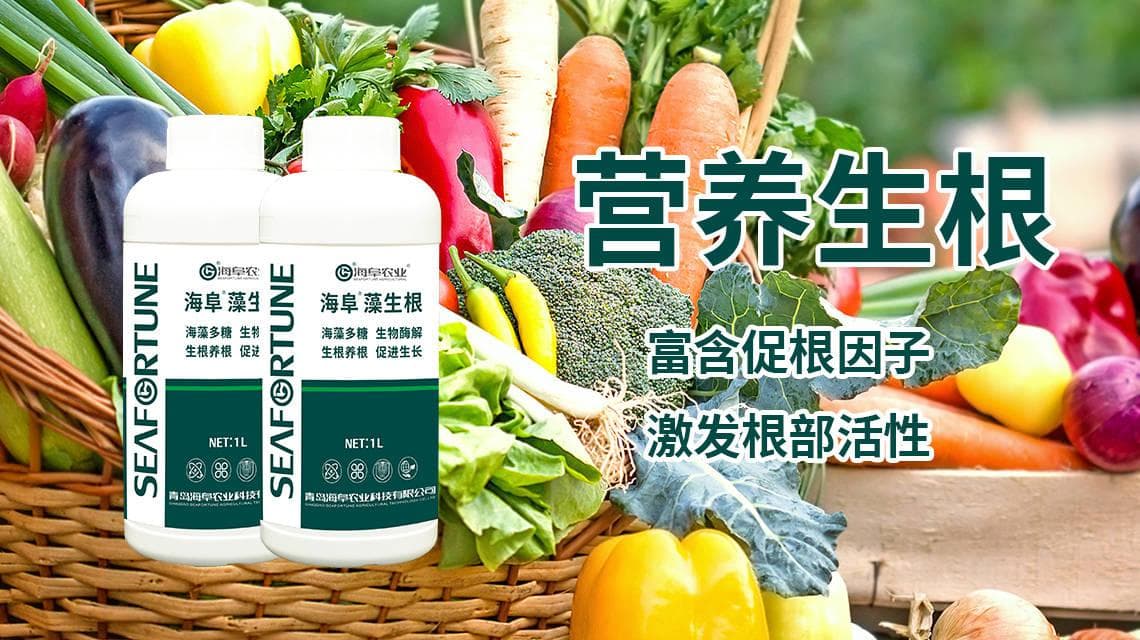 大棚豆角的种植技术及管理