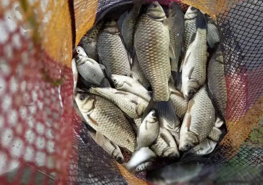 野钓鲫鱼用几号钩合适？别陷入误区，鱼钩并非越小越好！