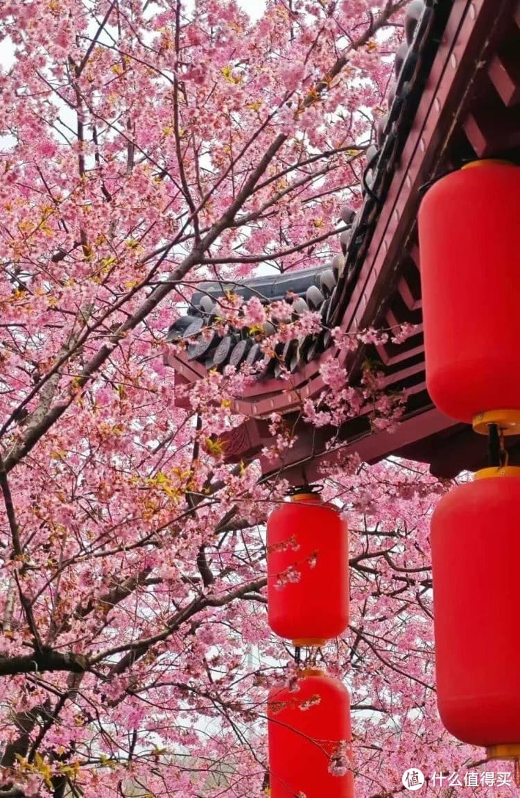 武汉樱花：春日限定的浪漫宝藏地