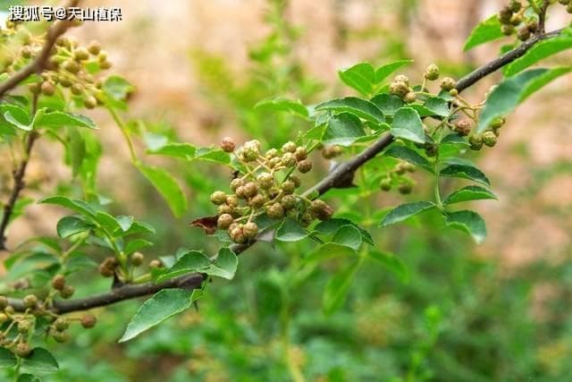 花椒树种植时间和方法