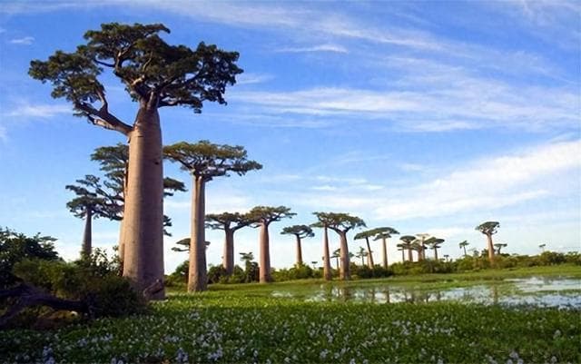 面包树不开花？三种科学养护法让你轻松应对