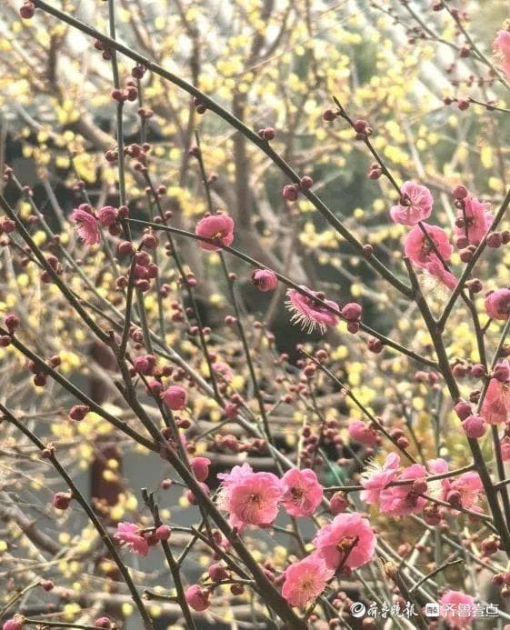 济南春日赏花攻略：5大绝美花海等你来打卡