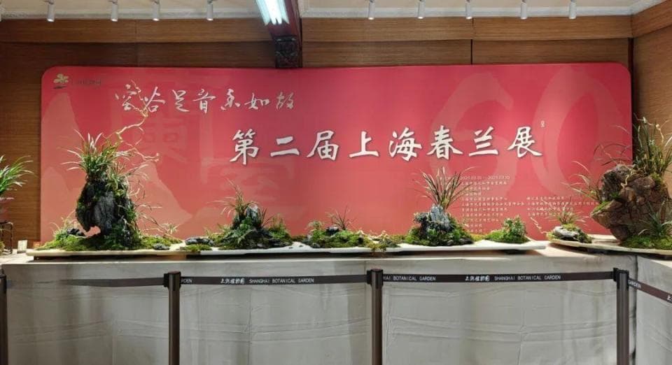 赏兰正当时，春日共赴“花事雅集”