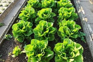 可以用蔬菜干代替新鲜蔬菜吗？一场营养与便利的权衡
