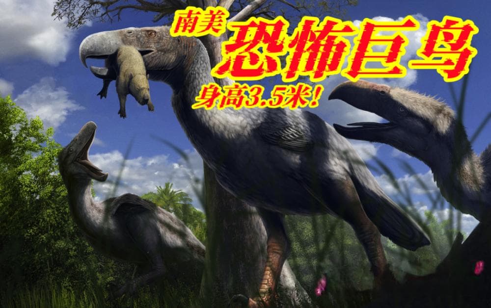 【史前巨鸟】南美巨鸟身高可达3.5米！